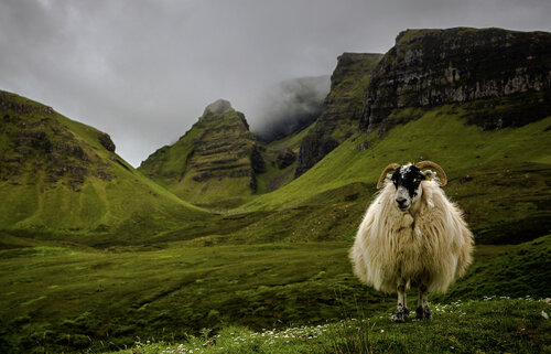 The King of Scotland - Tirage Fine-art sur Dibond + Caisse américaine by Cédric Brion, 사진 for Sale on Singulart