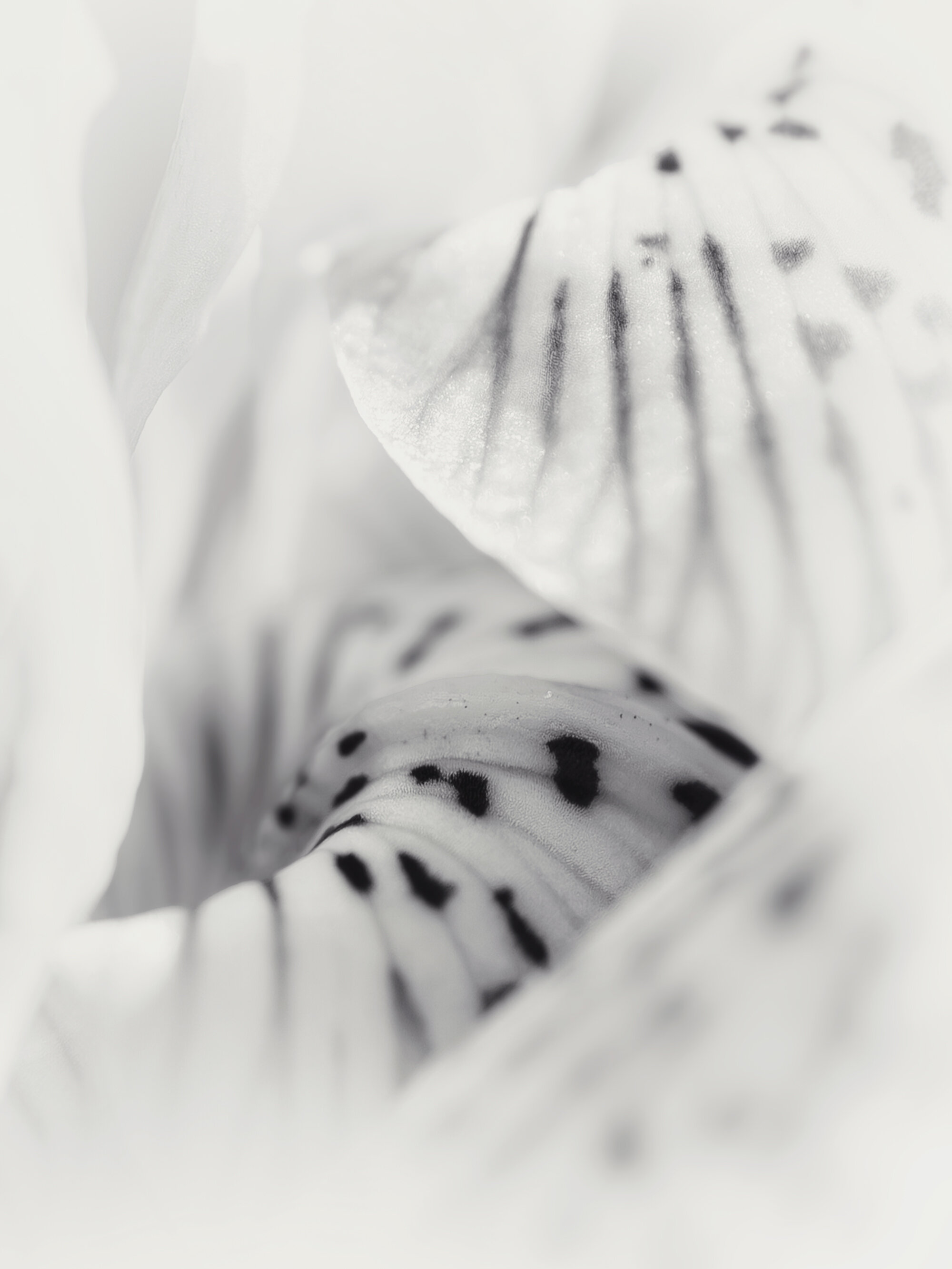 Después de la imagen