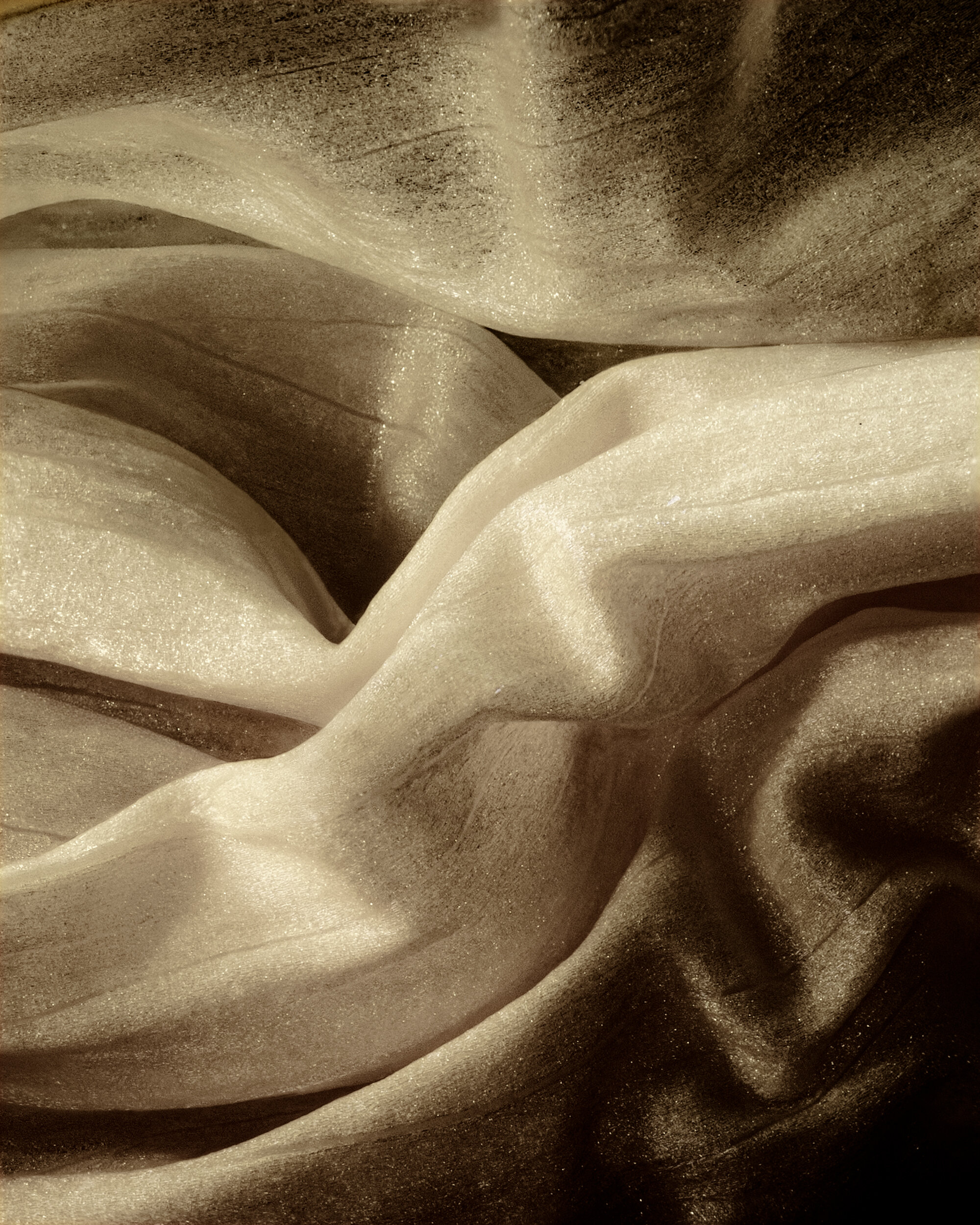 SIBERIAN POPPY LANDSCAPES. WHITE NIGHTS - studio edition