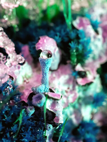 Surreal Lichens Neighbourhood - nature art photography print by Inna Etuvgi, Photography for Sale on Singulart