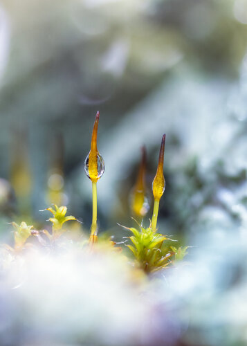 Forest’s Mossy Soul - Medium size fine art print on paper by Inna Etuvgi, Photography for Sale on Singulart