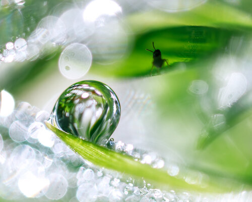 Morning Dew Tales - Large size fine art photography print van Inna Etuvgi, Fotografie te koop op Singulart