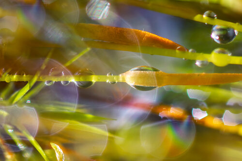 Mossy Dreamscapes - Medium size fine art photography print on paper Inna Etuvgi