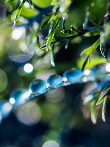 Blue Dew - fine art photography print on paper by Inna Etuvgi, Photography for Sale on Singulart