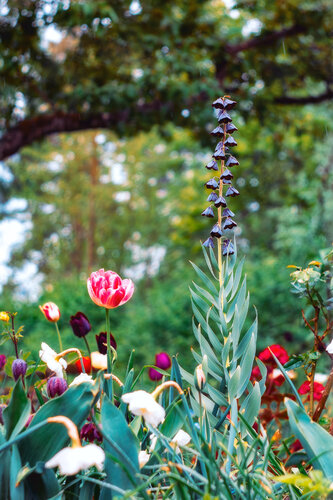 The Very Peak of Spring - fine art photography print di Inna Etuvgi, Fotografia in vendita su Singulart