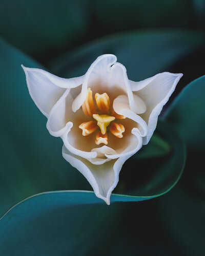 TRINITY - studio edition by Inna Etuvgi, Photography for Sale on Singulart