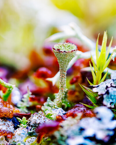 FOREST STORIES - nature art photography print di Inna Etuvgi, Fotografia in vendita su Singulart