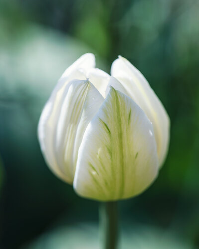 My Spring Muse - fine art photography print di Inna Etuvgi, Fotografia in vendita su Singulart
