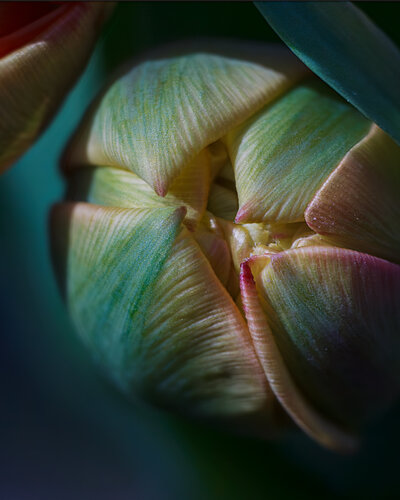 TULIP. LIGHT. LOVE - fine art print von Inna Etuvgi, Fotografie kaufen auf Singulart