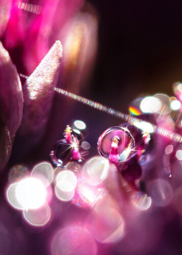 Purple Dreams - Studio Edition by Inna Etuvgi, Photography for Sale on Singulart
