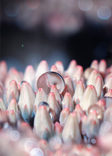 Sedum's Secret Universe - nature art photograph by Inna Etuvgi, 사진 for Sale on Singulart