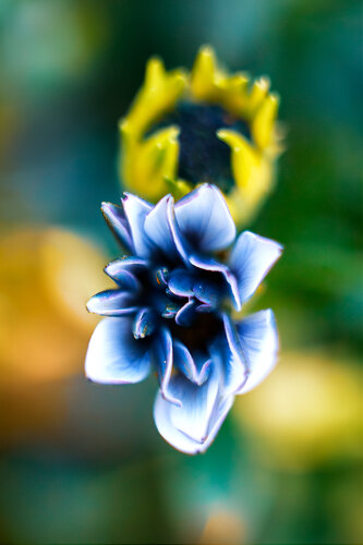 Dancing Marguerites - fine art photographer print van Inna Etuvgi, Fotografie te koop op Singulart