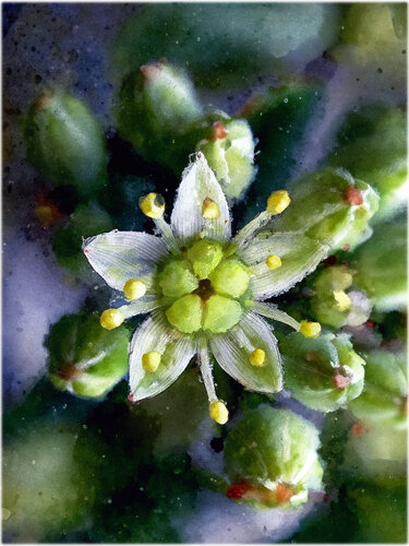 Tiny Sedum Star - fine art photography print von Inna Etuvgi, Fotografie kaufen auf Singulart
