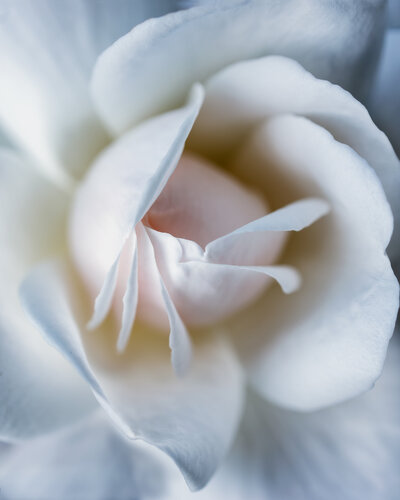 Exposing Tenderness - fine art photography print by Inna Etuvgi, Photography for Sale on Singulart