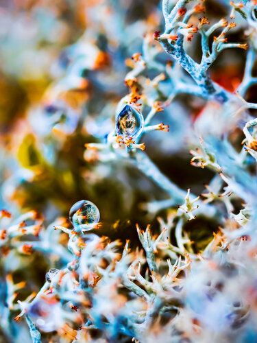 The Horus Eye - art photography of lichens by Inna Etuvgi, Photography for Sale on Singulart