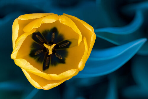 FREE FLOW - Botanical Art Photography Print by Inna Etuvgi van Inna Etuvgi, Fotografie te koop op Singulart