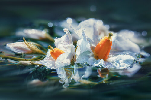 Potato Bloom. Hidden Royalty – Fine Art Macro Photography by Inna Etuvgi Inna Etuvgi