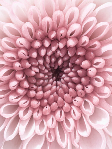 PINK VORTEX OF BLOOM – Fine Art Macro Photography by Inna Etuvgi de Inna Etuvgi, Fotografía a la venta en Singulart