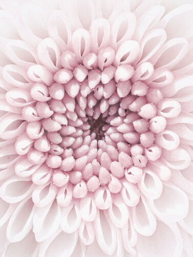 ECHOES – Fine Art Macro Photography by Inna Etuvgi di Inna Etuvgi, Fotografia in vendita su Singulart