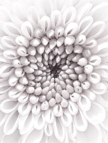 FADING INTO SILENCE – Fine Art Macro Photography by Inna Etuvgi von Inna Etuvgi, Fotografie kaufen auf Singulart