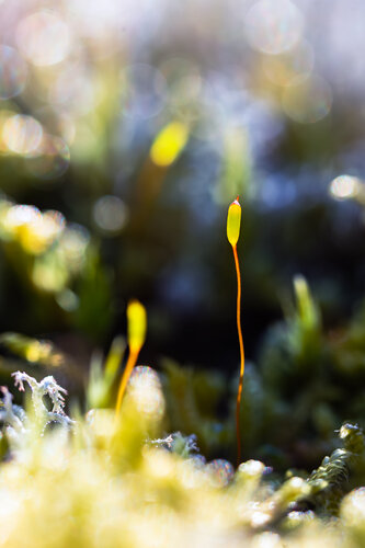 Mossy Awe - Fine Art Photography Print by Inna Etuvgi di Inna Etuvgi, Fotografia in vendita su Singulart