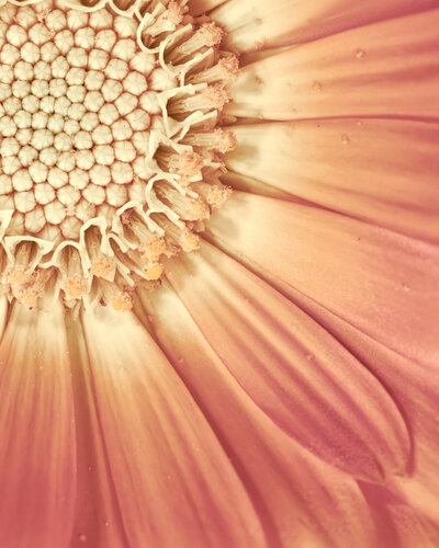 Beauty in the Piece of the Beauty – Fine Art Photography Print by Inna Etuvgi by Inna Etuvgi, 사진 for Sale on Singulart