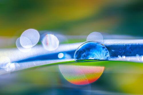 Caught by Ursa – Fine Art Photography Print by Inna Etuvgi von Inna Etuvgi, Fotografie kaufen auf Singulart