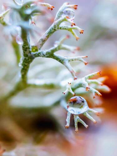 The Silent Eye - art photography of lichens von Inna Etuvgi, Fotografie kaufen auf Singulart