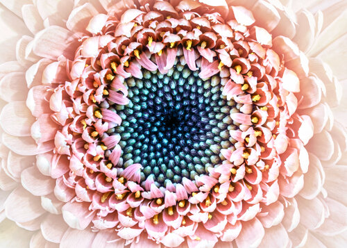 THE STILL SWIRL OF GERBERA Inna Etuvgi