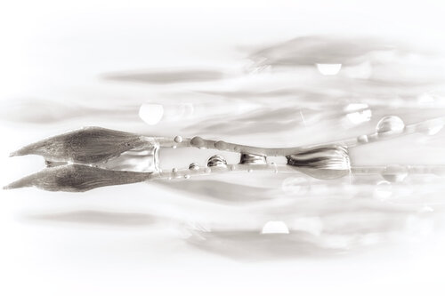 Flow - fine art photography print on paper by Inna Etuvgi, 사진 for Sale on Singulart