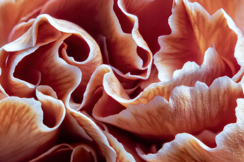 WAVES OF CARNATION - abstract-botanic art photography print by Inna Etuvgi Inna Etuvgi