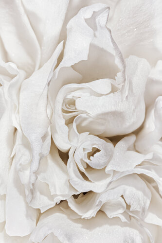 Creamy Passion - art photography print di Inna Etuvgi, Fotografia in vendita su Singulart
