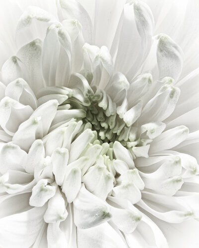 Aster Pulse - botanical fine art photography de Inna Etuvgi, Fotografía a la venta en Singulart