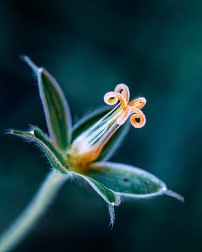 Blues - botanical art photography print by Inna Etuvgi by Inna Etuvgi, Photography for Sale on Singulart
