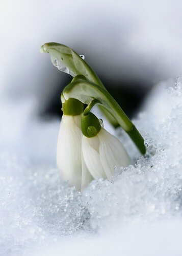 AFTER WINTER COMES SPRING - Studio Edition von Inna Etuvgi, Fotografie kaufen auf Singulart