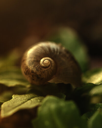 Fragile Treasure - Studio Editions par Inna Etuvgi, Photographie en vente sur Singulart
