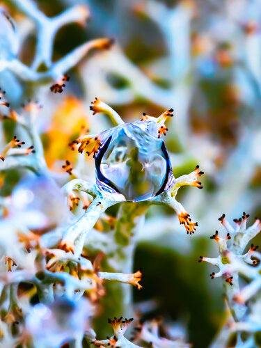 Alien - studio edition - art photo print by Inna Etuvgi, Photography for Sale on Singulart