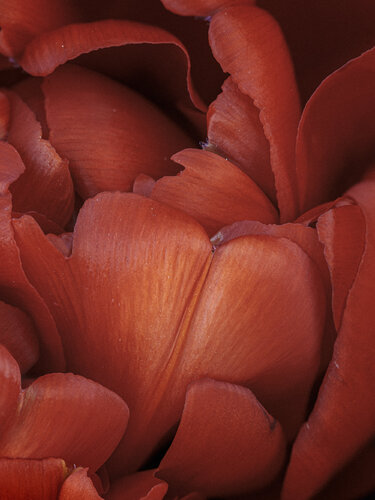 Spring's HeartBeat - Studio Edition von Inna Etuvgi, Fotografie kaufen auf Singulart