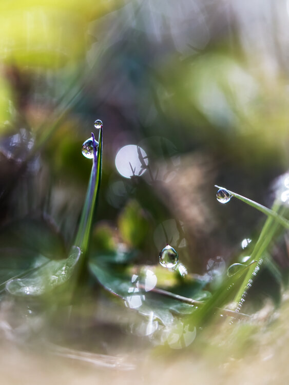 Wonderland Under Our Feet - vibrant fine art photography print Inna Etuvgi