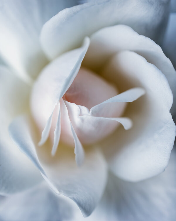 Exposing Tenderness - fine art photography print Inna Etuvgi