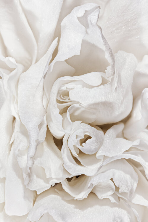 Creamy Passion - art photography print Inna Etuvgi