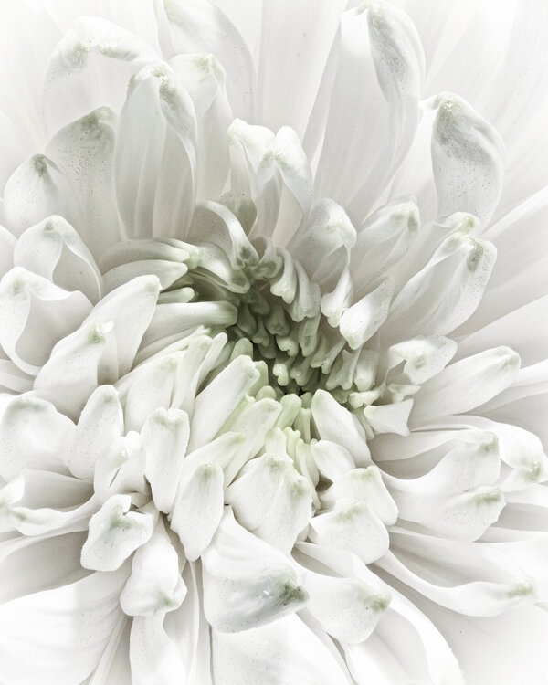 Aster Pulse - botanical fine art photography Inna Etuvgi