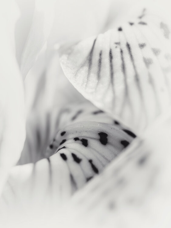 Where Spring is Born - Studio Edition Inna Etuvgi