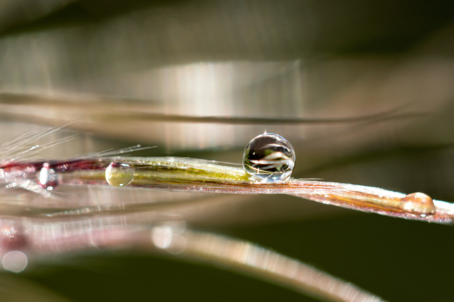 Drop inside the pasque flower - studio edition - art photo print Inna Etuvgi