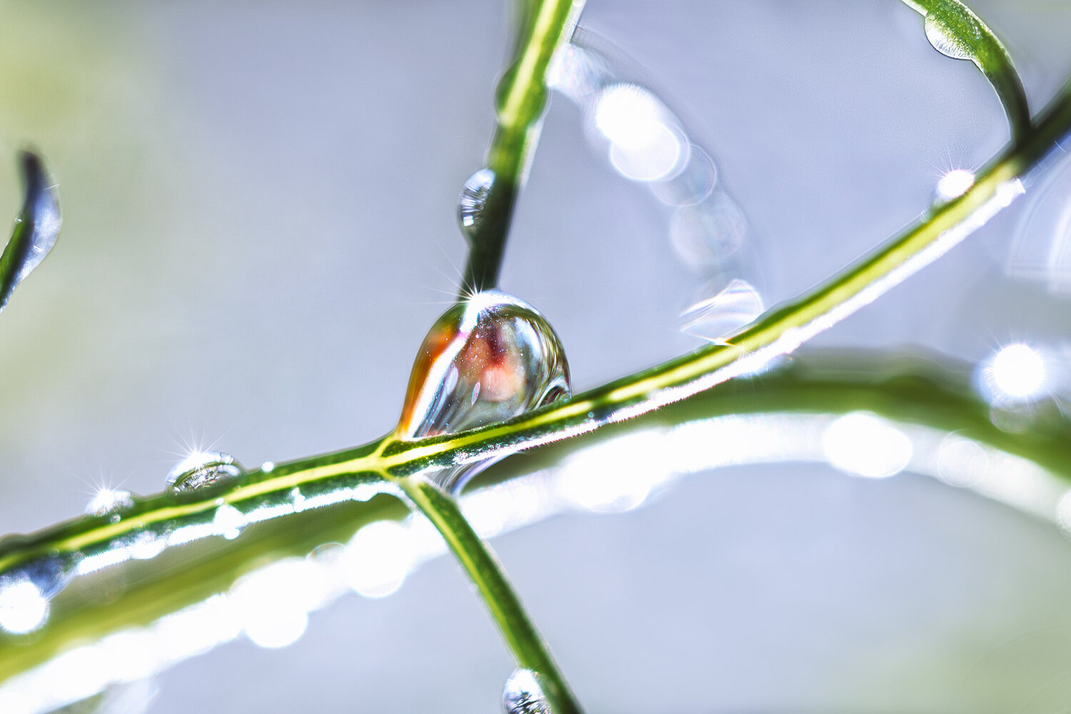 On The Roads Of Gorgeous Coriander - studio edition Inna Etuvgi Fotografie zu verkaufen