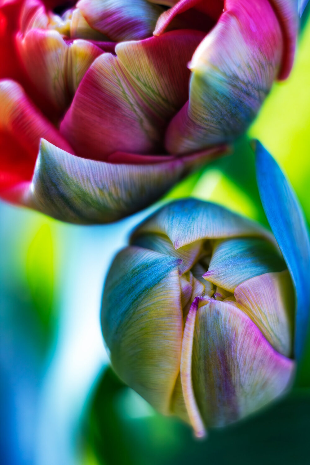 The Splash of Spring Inna Etuvgi
