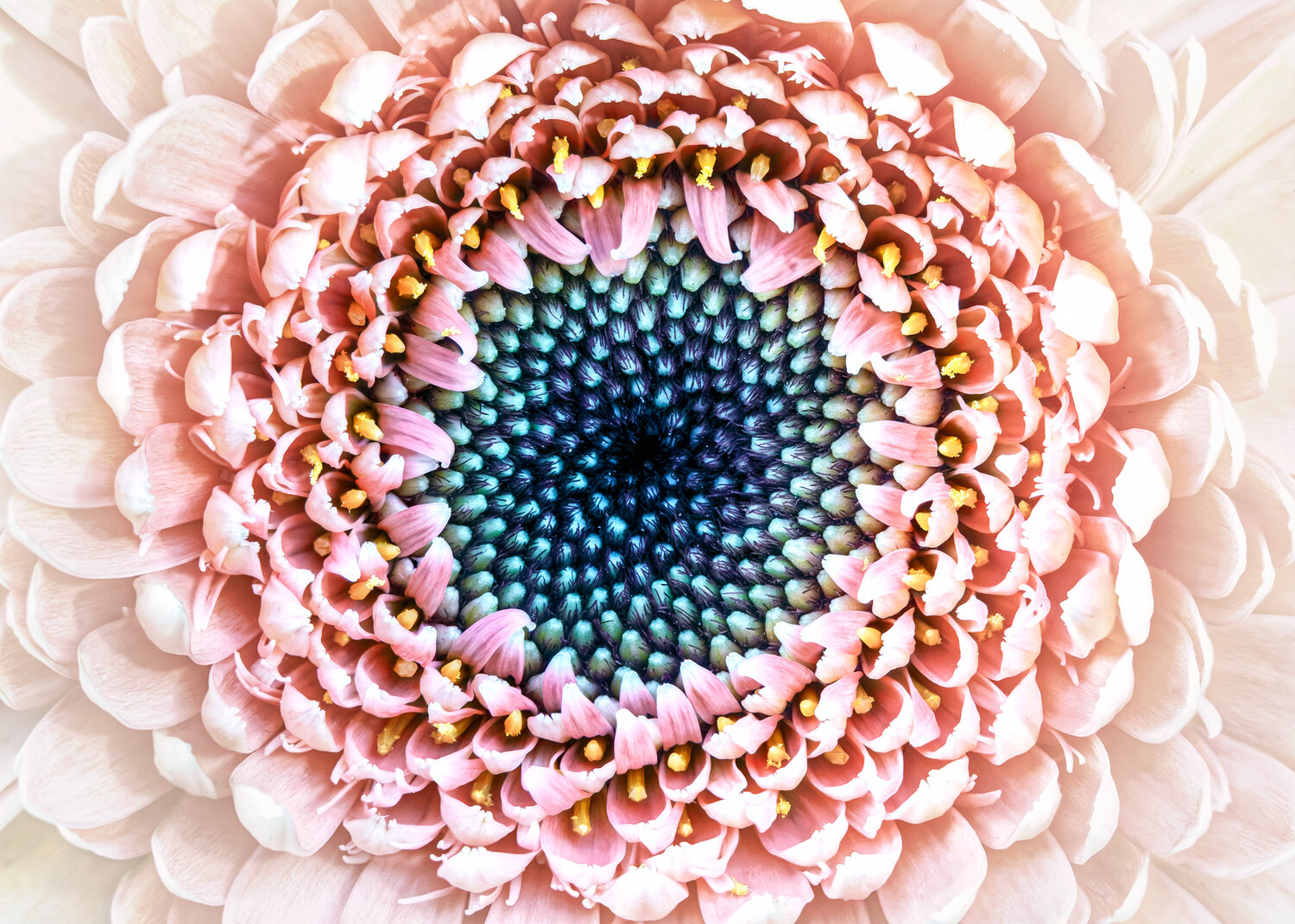 THE STILL SWIRL OF GERBERA Inna Etuvgi Fotografie zu verkaufen