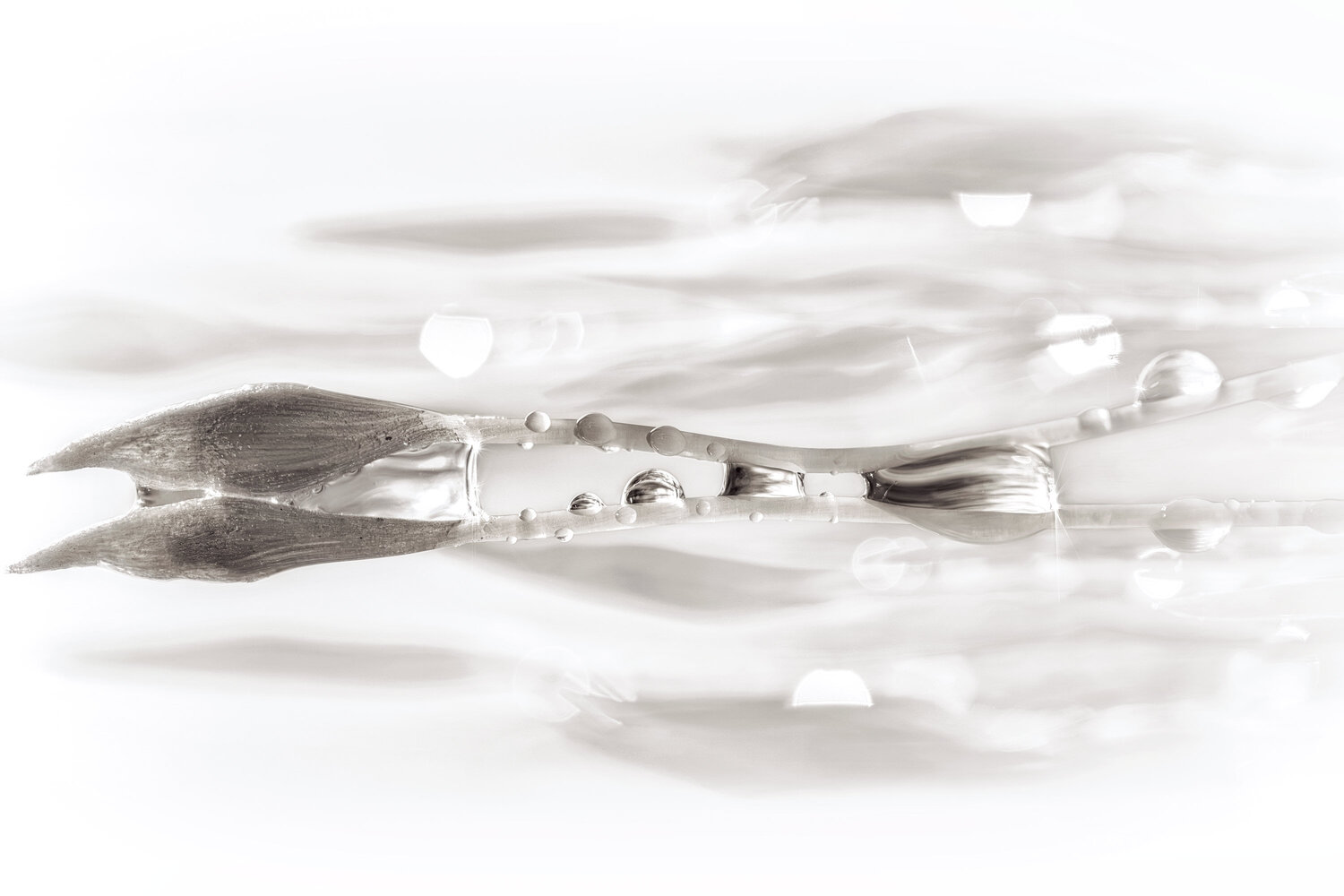 Flow - fine art photography print on paper Inna Etuvgi Fotografie zu verkaufen