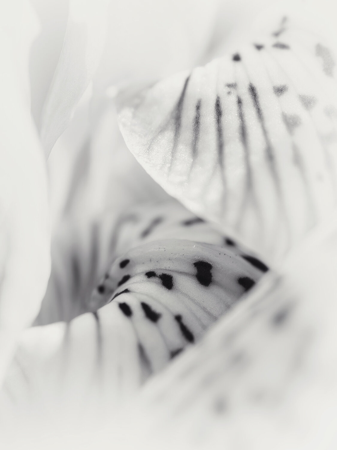 Where Spring is Born - Studio Edition Inna Etuvgi