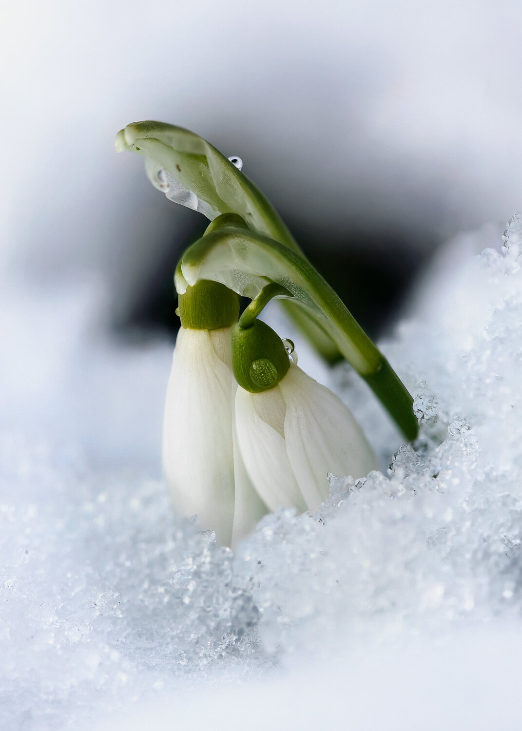 AFTER WINTER COMES SPRING - Studio Edition Inna Etuvgi